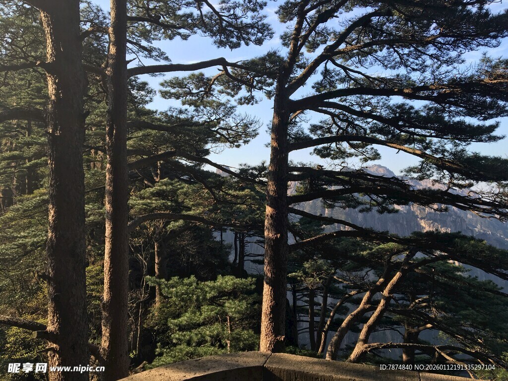 山林间挺拔的树木景观