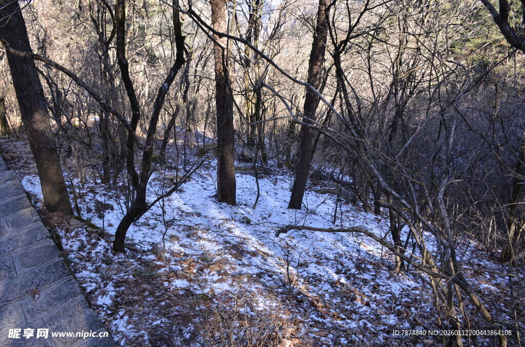 冬日雪覆树林景象