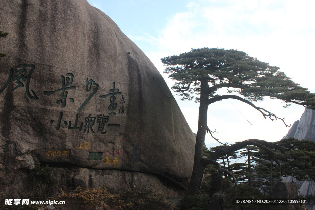 黄山巨石旁的挺拔松树
