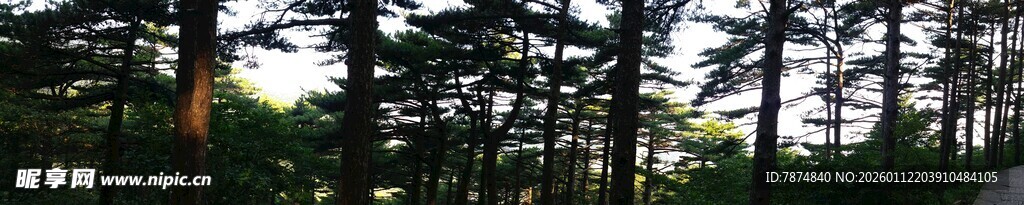 茂密树林中的树木景象