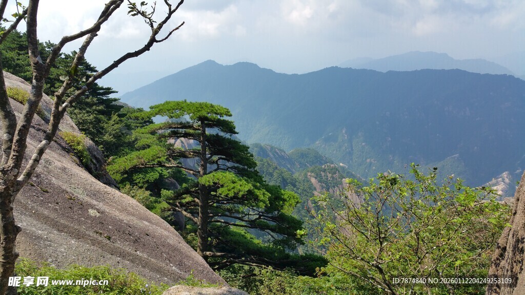 黄山奇峰上的苍松美景
