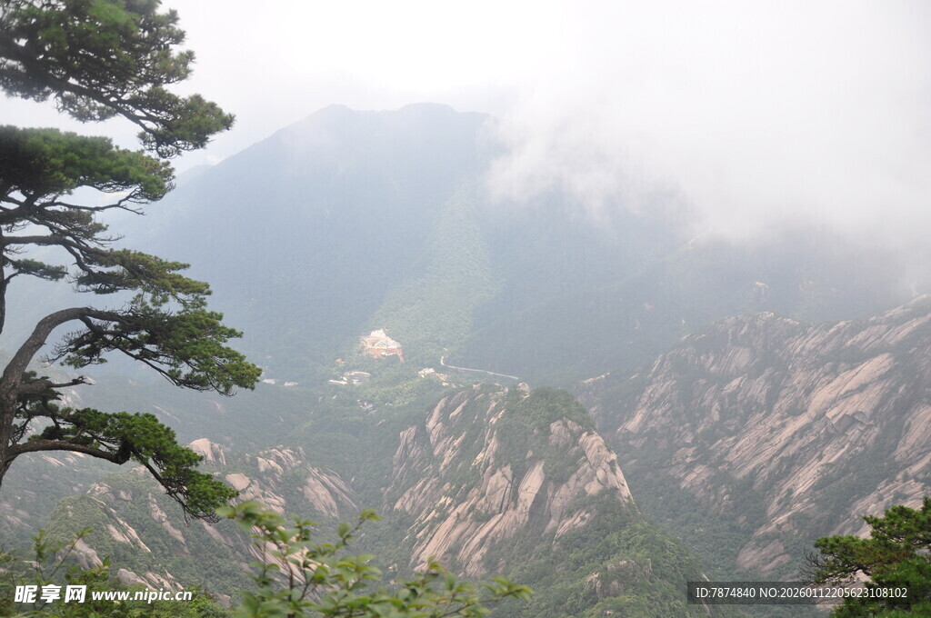 黄山云雾中的挺拔松树