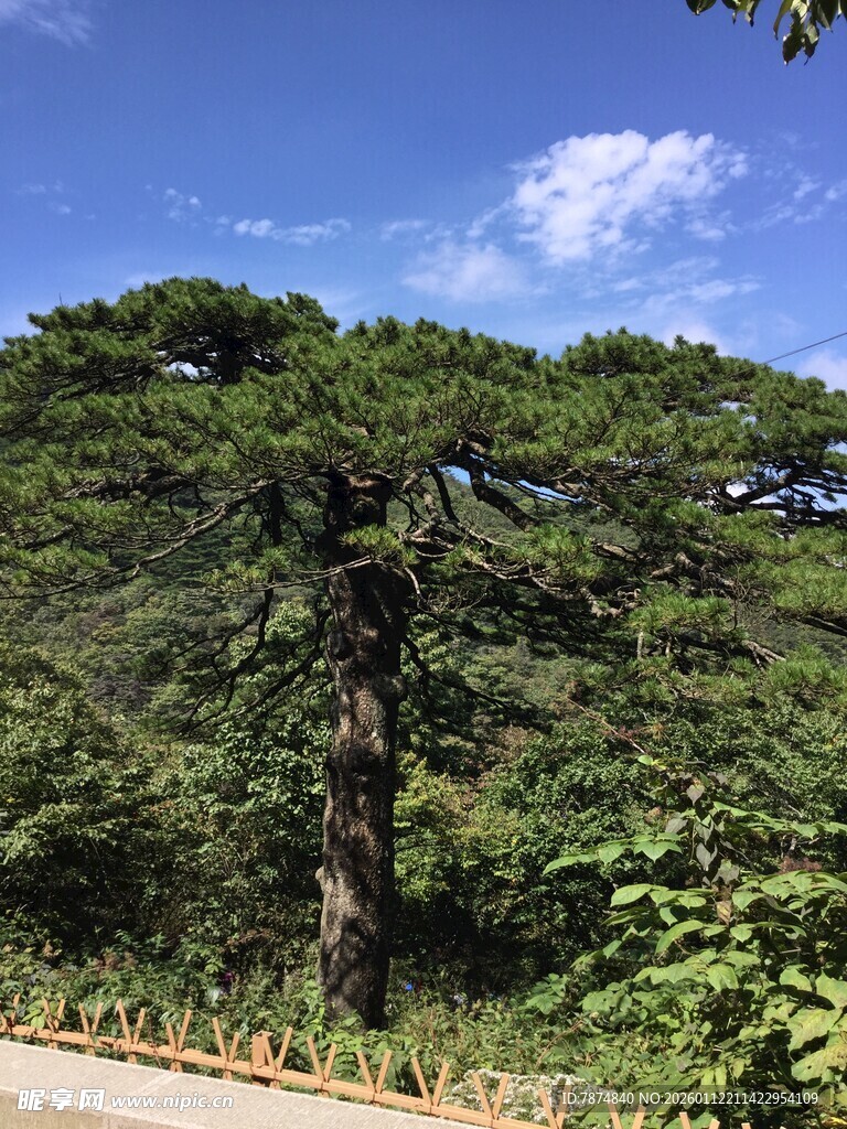 路边挺拔松树与葱郁植被