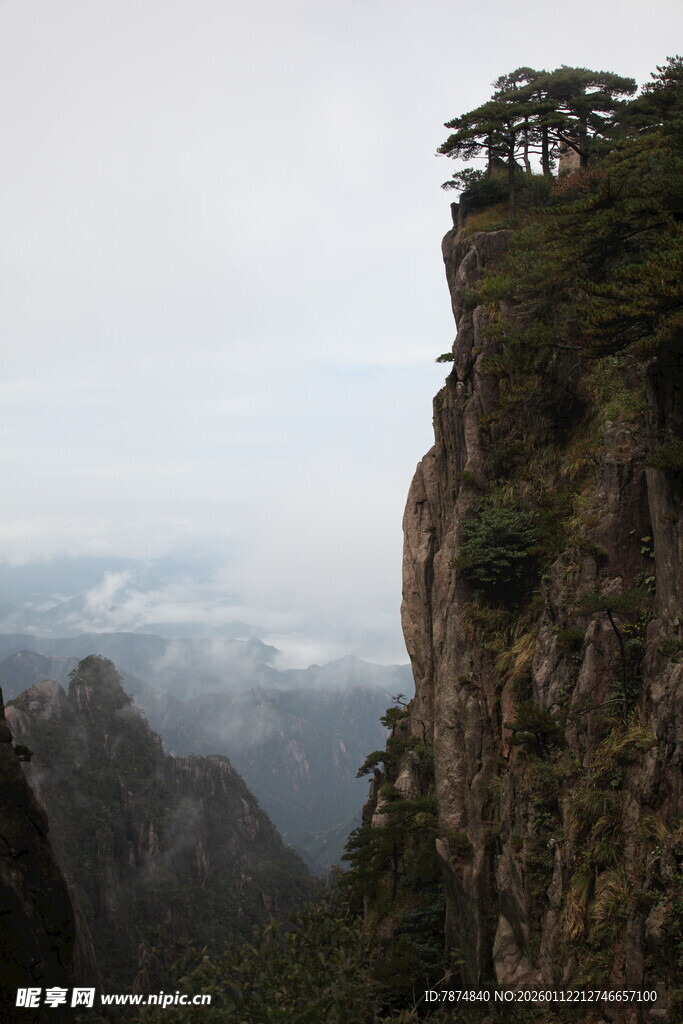 悬崖峭壁上的孤松