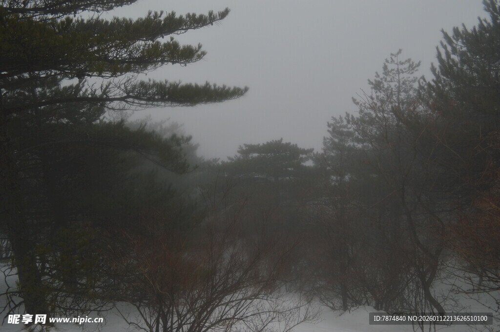 雪雾中的森林景象