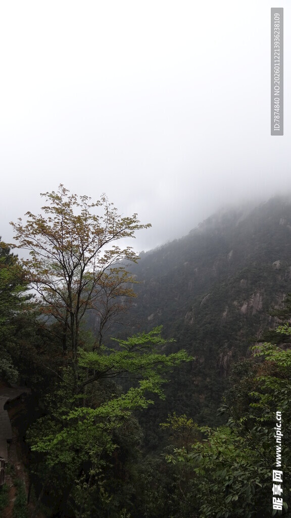 云雾缭绕的山林景致