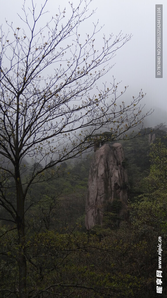 雾中枯树与嶙峋山石
