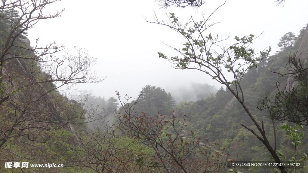 山间雾景 树木朦胧