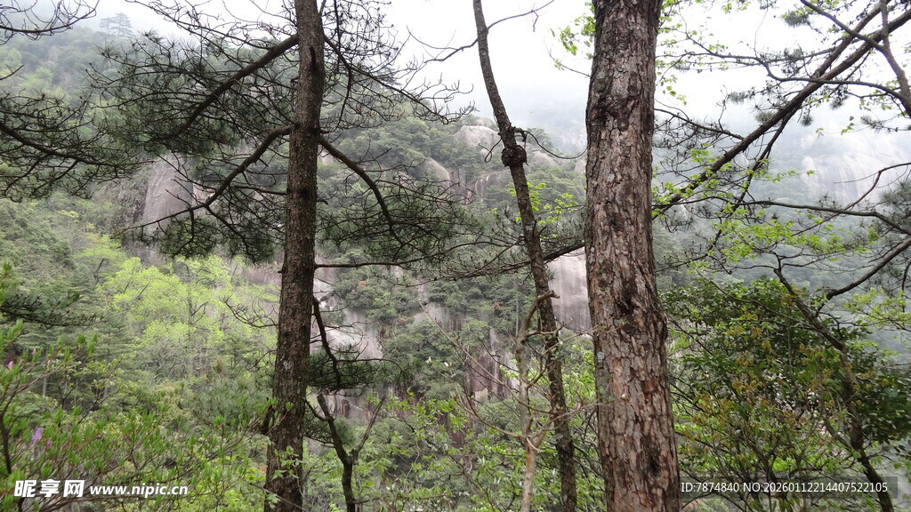 山林间挺拔的树木景观