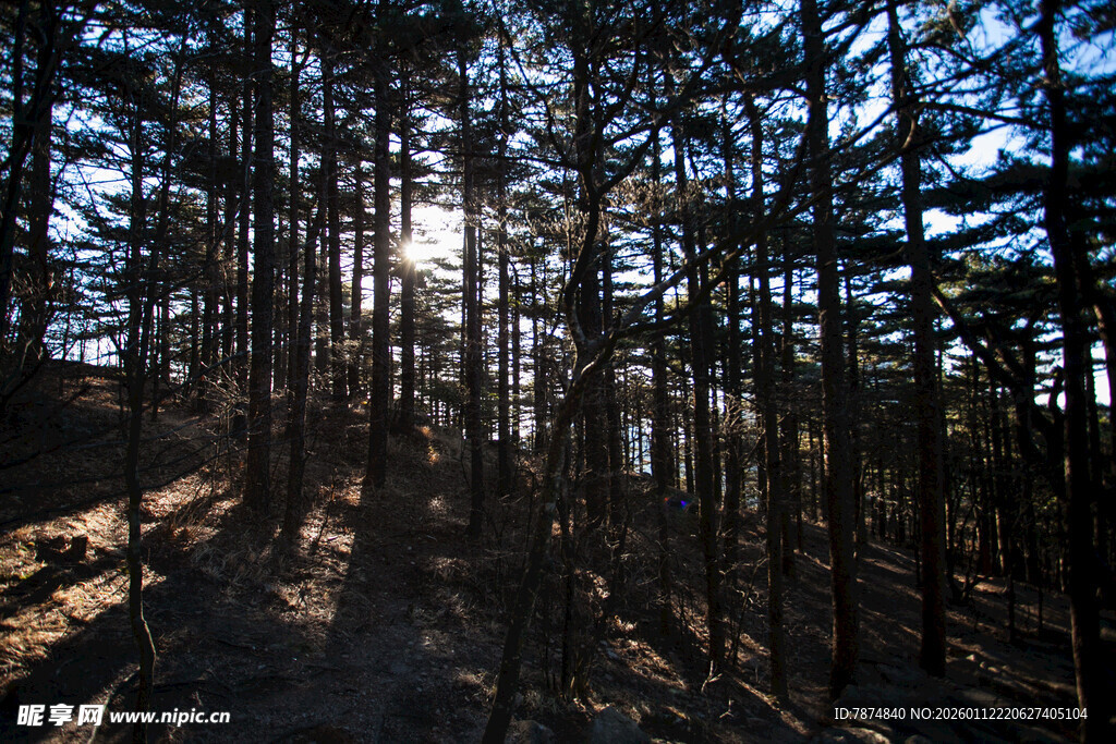 阳光洒落的静谧松树林