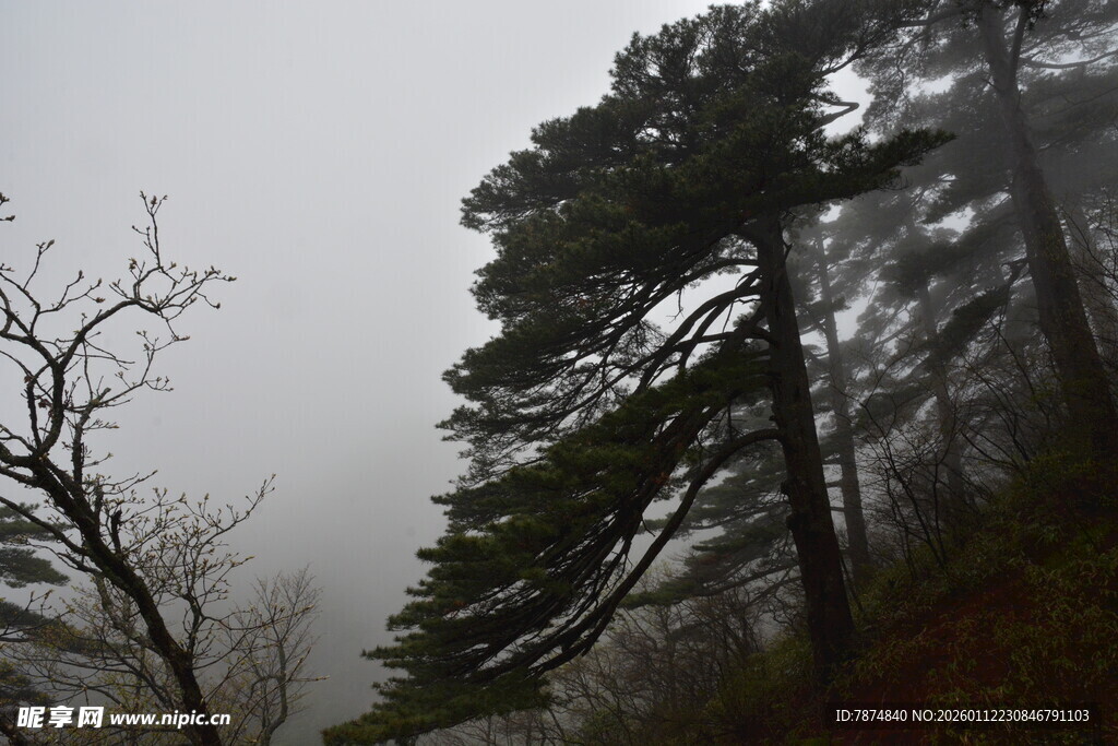雾中松林景象