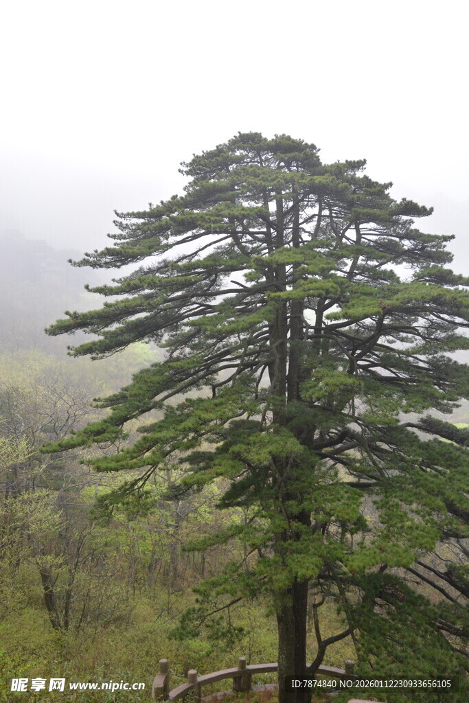 雾中挺拔的翠绿松树