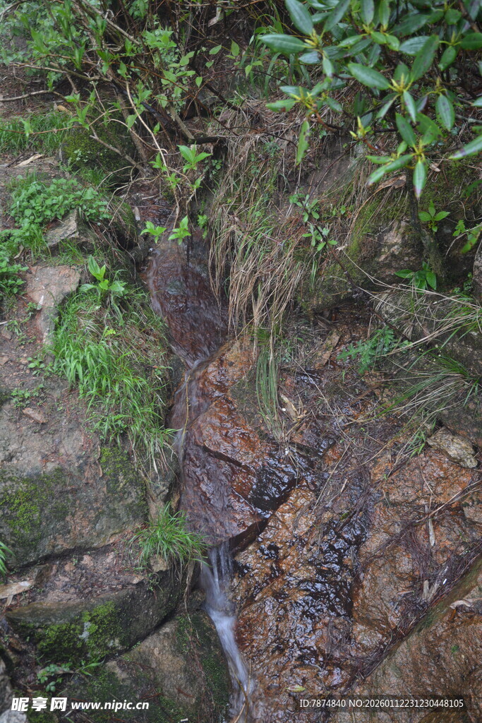 山间溪流旁的植被与岩石