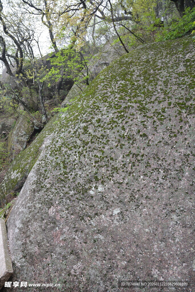 长满青苔的岩石景象