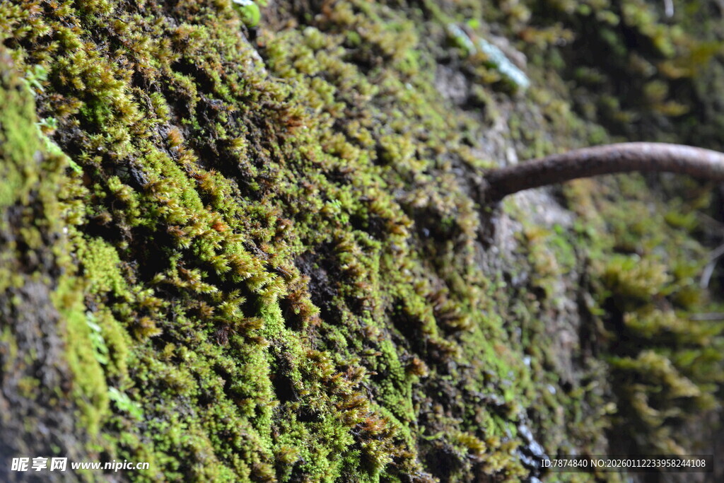 青苔覆盖的弯曲金属物件