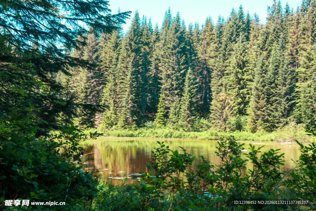 森林中的静谧湖泊