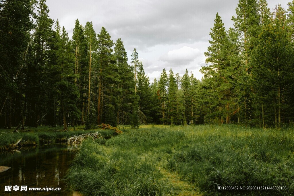 森林中的草地与潺潺溪流
