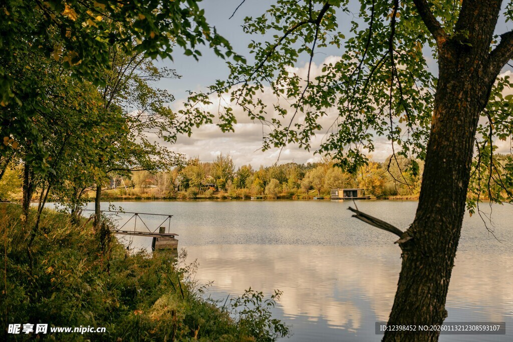 湖畔树林的静谧风光