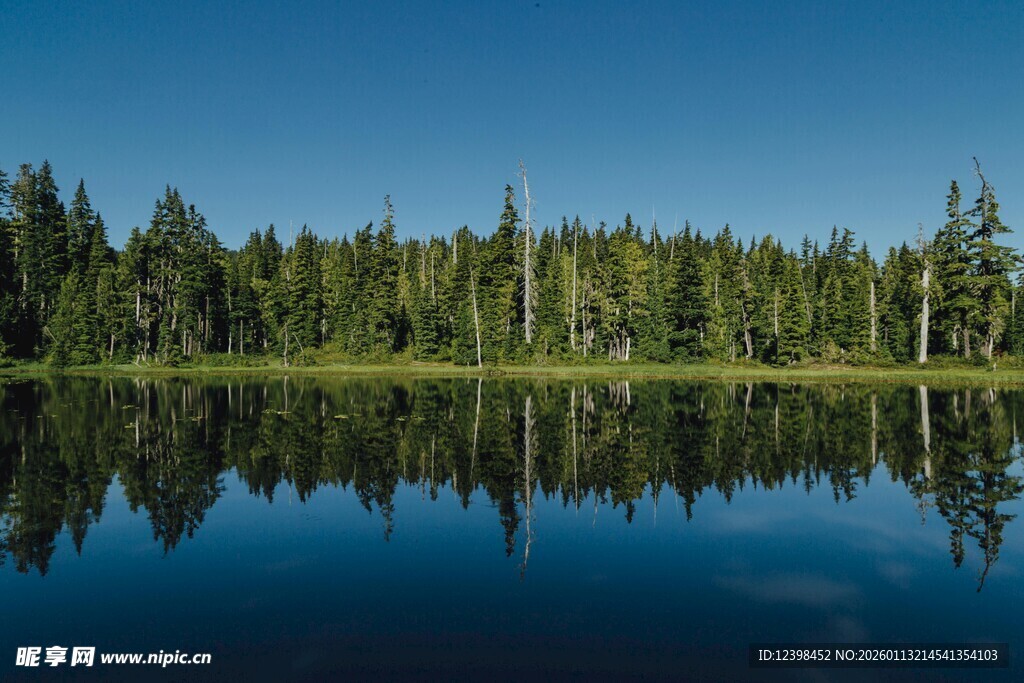 宁静森林湖畔的美丽倒影