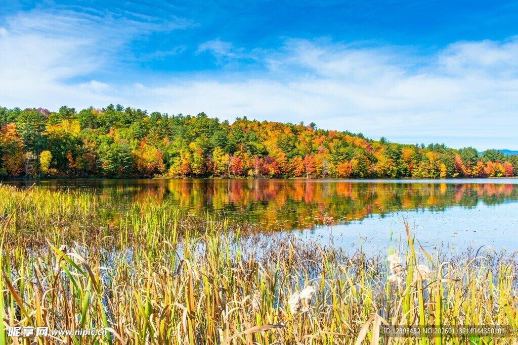 秋日湖畔多彩树林美景