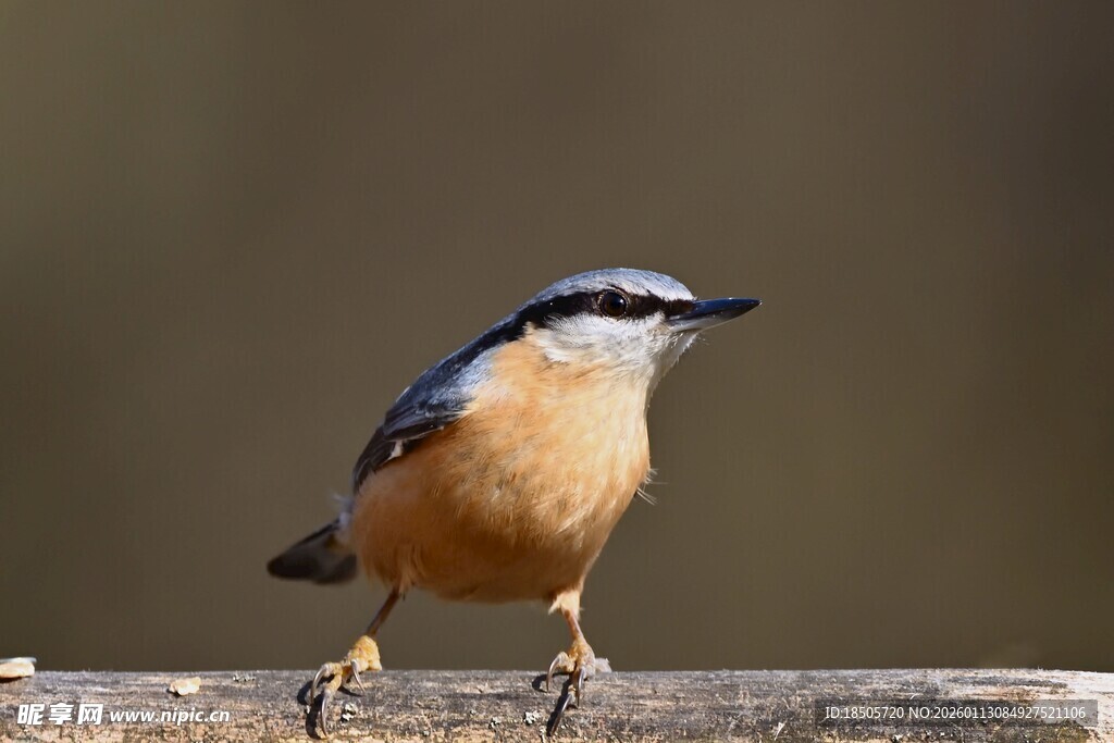 蓝腹小鸟立于木枝