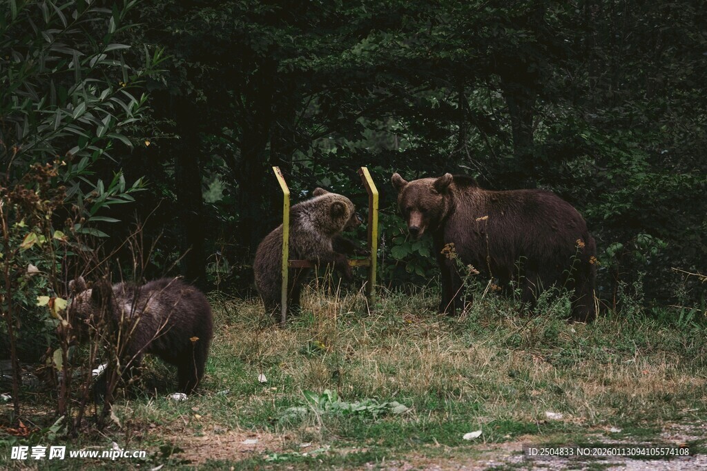 野外三头熊在草地活动