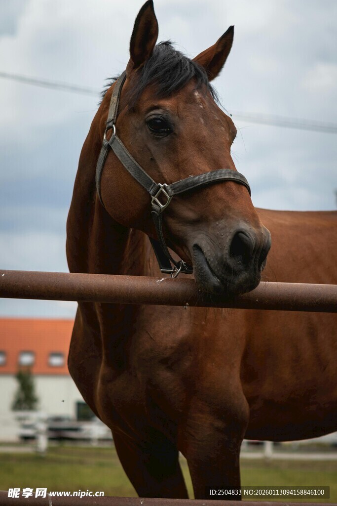 棕色骏马特写