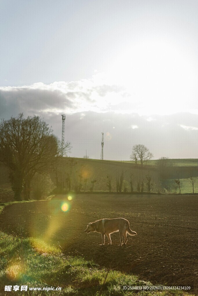 田园晨光下的静谧田野