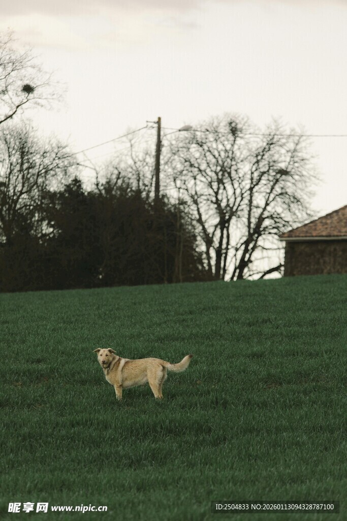 田野上奔跑的黄色小狗