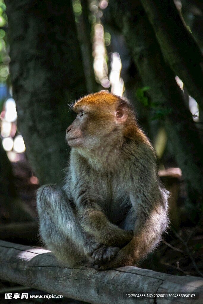 林中独坐的猴子