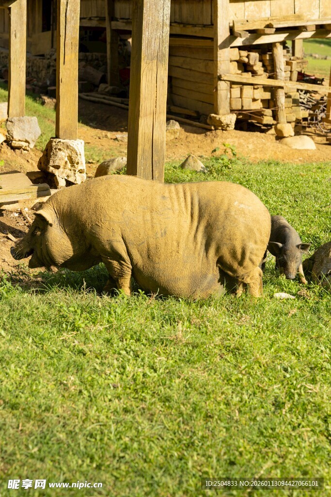 草地上的小猪