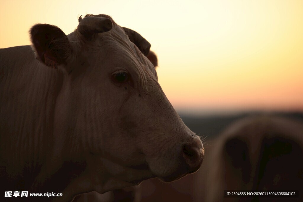 夕阳下的牛