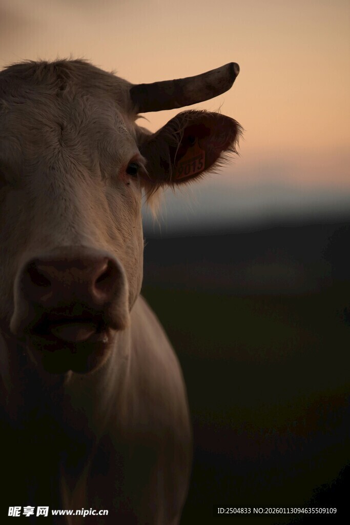 黄昏下的牛