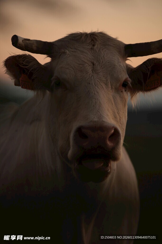 黄昏下的牛
