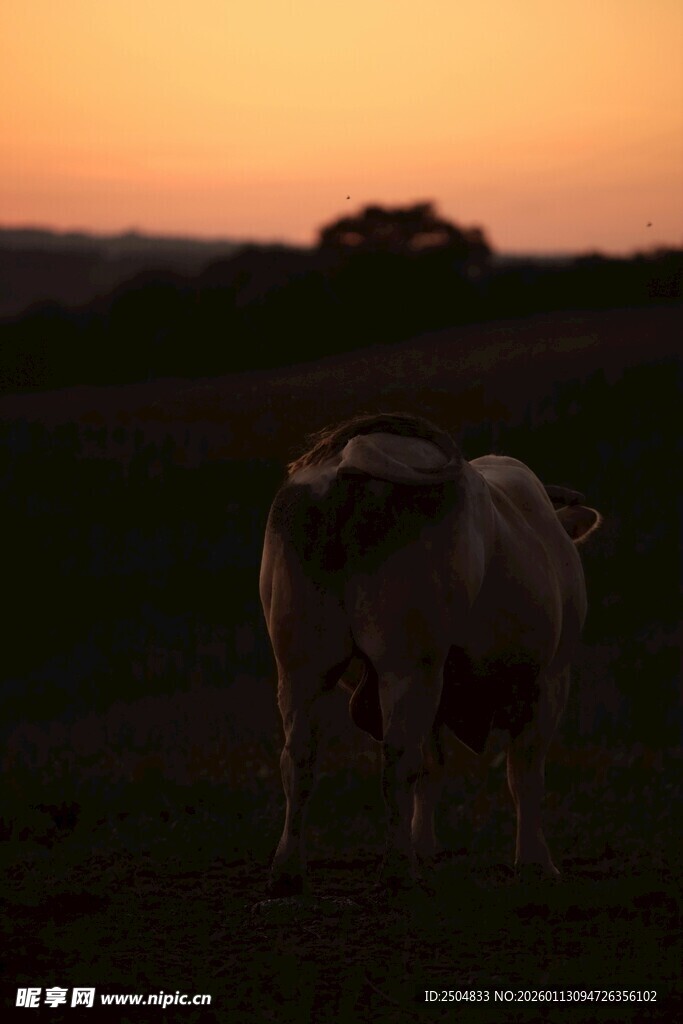夕阳下的牛