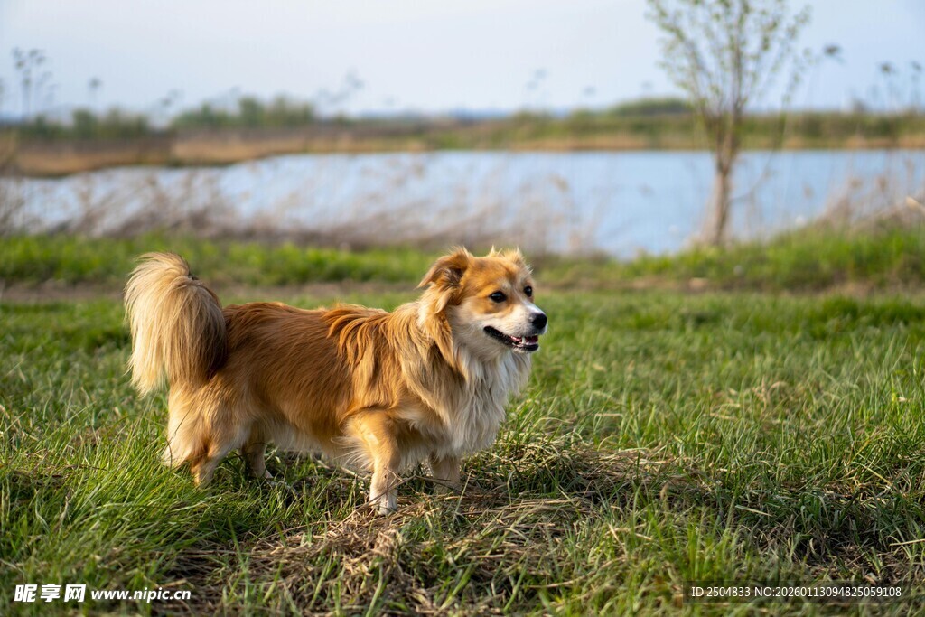 草地上的可爱小狗