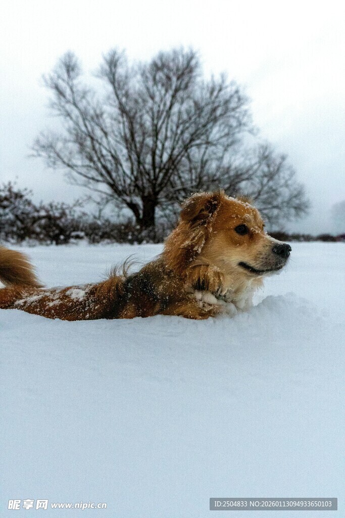 雪地中的惬意狗狗