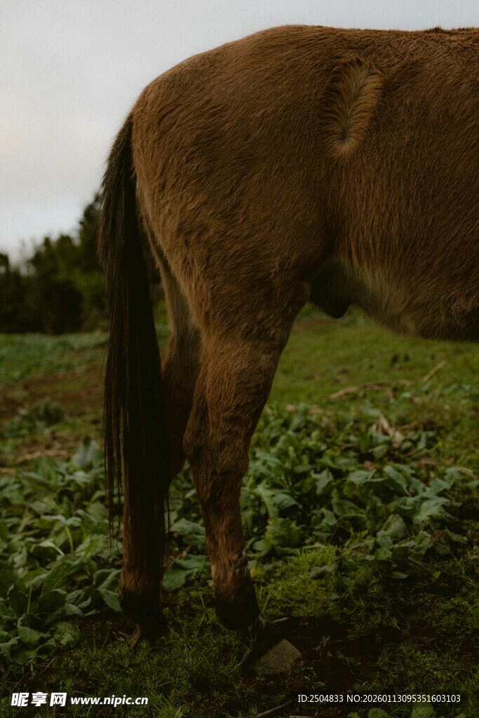田野中站立的棕色马匹
