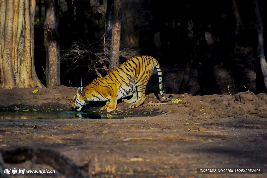 森林中行走的斑斓猛虎