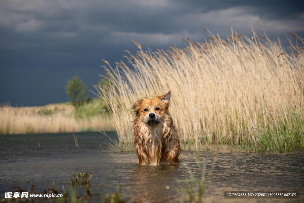 水中站立的金黄大狗