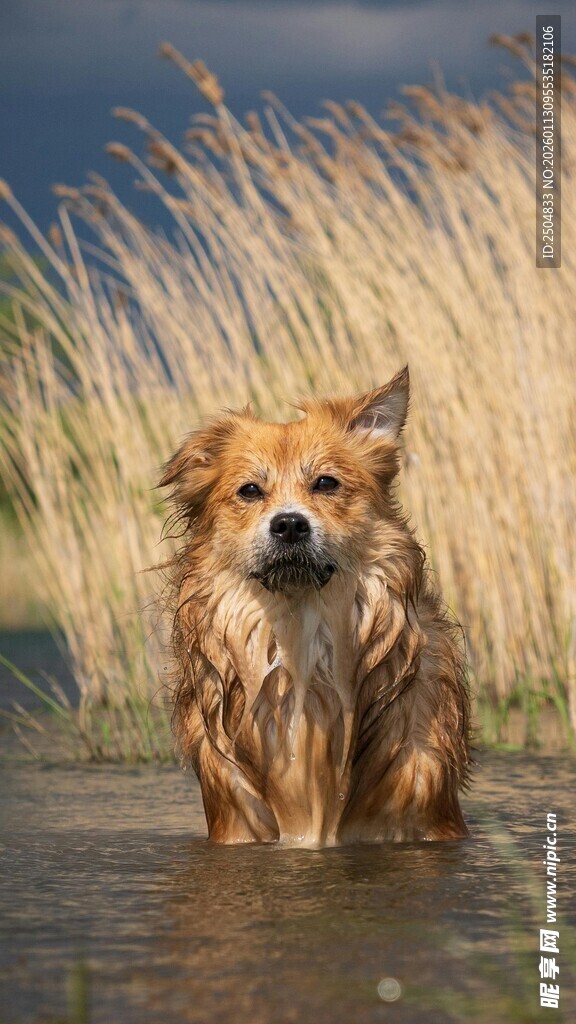 水边湿身的可爱小狗