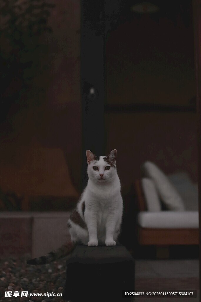 可爱白猫立于黑色物体上