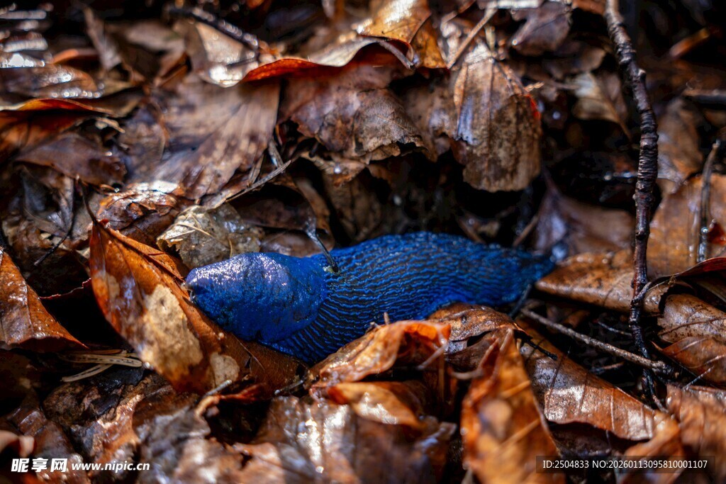 枯叶中的蓝色神秘物体