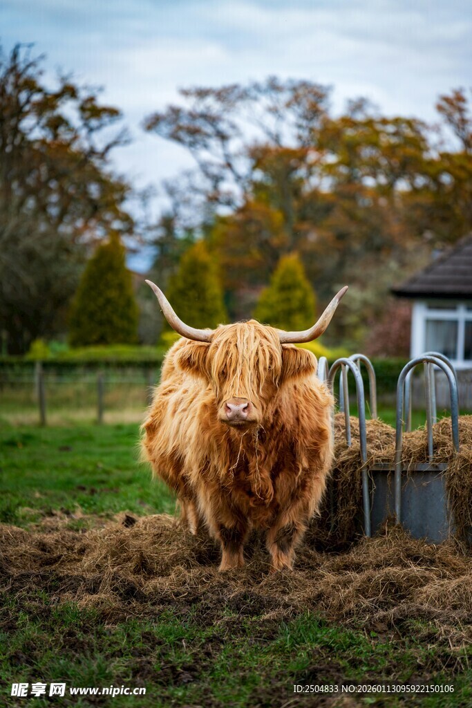 苏格兰高地牛站在牧场中