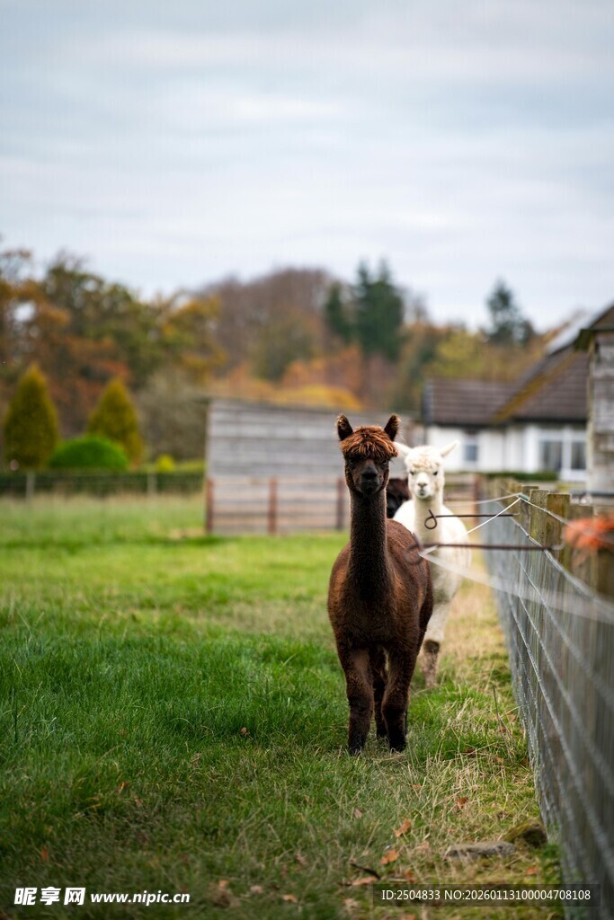 草地上的独行马