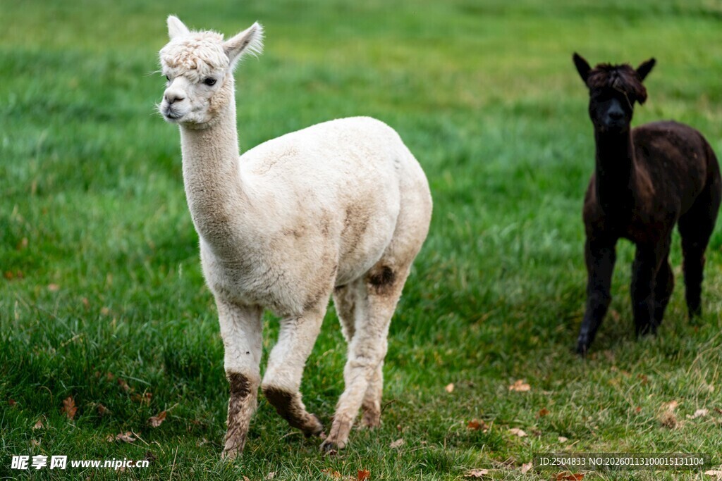 草地上的两只羊驼