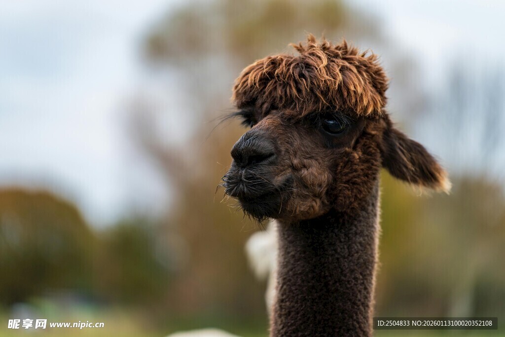 呆萌羊驼特写