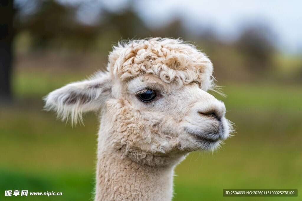 可爱羊驼特写