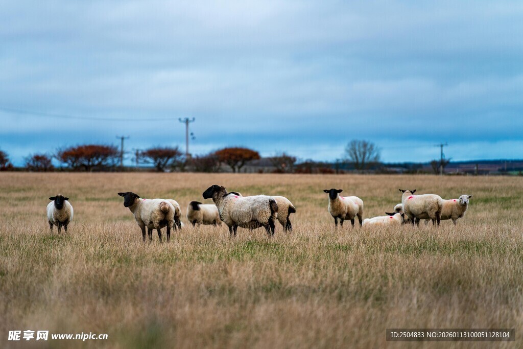 草原上的羊群