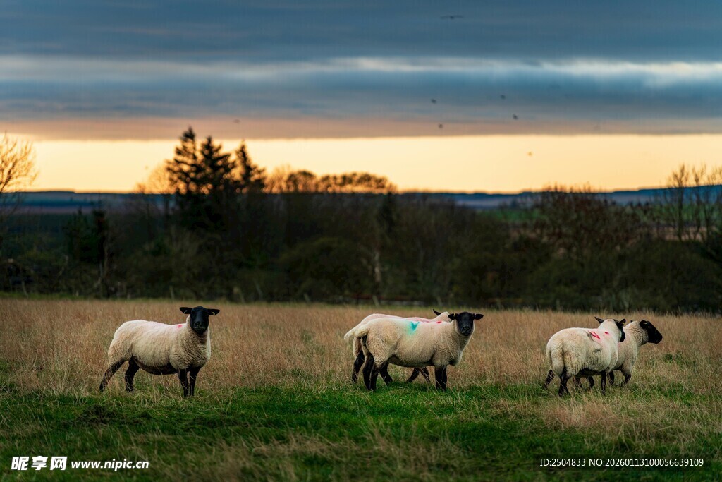 草原暮色中的漫步羊群